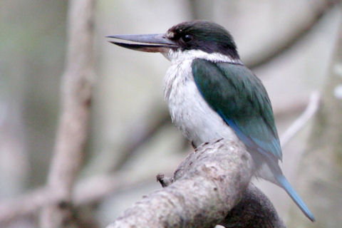 Collared Kingfisher (Todiramphus chloris)